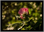 Dzika Róża, Kwiat, Światło, Bokeh