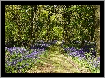 Wielka Brytania, Anglia, Shipley Country Park, Ścieżka, Drzewa, Kwiaty, Dzwonki