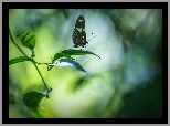 Egzotyczny, Motyl, Heliconius hortense, Gałązka, Liście