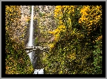 Wodospad, Multnomah Falls, Most, Drzewa, Las, Jesień, Stan Oregon, Stany Zjednoczone