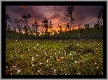 Finlandia, Prowincja Finlandia Wschodnia, Miasto Lieksa, Ruunaa, Bagno, Wełnianka wąskolistna, Łąka, Kwiaty, Drzewa, Zachód słońca