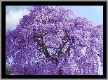 Kwitnące, Fioletowe, Drzewo