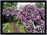 Fioletowe, Rododendrony, Ozdobna, Poręcz