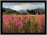 Fireweed, Kwitnący, Ognisty, Chwast, Brotherhood Park