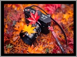 Aparat fotograficzny Leica, Liście, Klonu, Łąka, Jesień