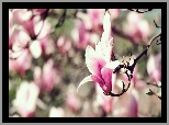 Gałązka, Kwiat, Różowo-biała, Magnolia