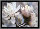 Gałązka, Kwiaty, Bladoróżowe, Magnolia