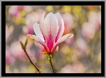 Gałązka, Kwiat, Bladoróżowy, Magnolia