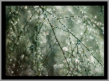 Gałązka, Bokeh