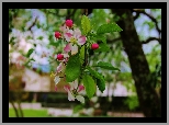 Kwiaty, Gałązka, Jabłoń