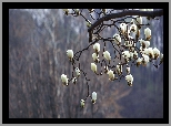Kwiaty, Gałązka, Magnolia