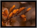 Gałązka, Buk, Liście, Bokeh