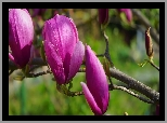 Magnolia, Gałązka, Kwiaty
