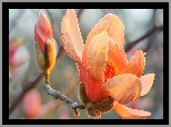 Magnolia, Kwiat, Pąk, Gałązka