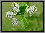 Gałązka, Drzewa, Owocowego, Kwiatki