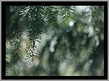 Świerk, Gałązka, Bokeh