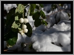 Gałązka, Śnieguliczki, Owocniki, Krople, Wody, Śnieg