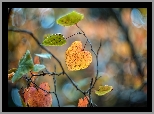 Gałązki, Liście, Bokeh, Jesień
