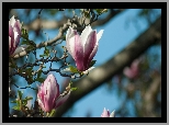 Magnolia, Gałązki, Kwiaty