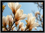 Magnolia, Białe, Kwiaty, Gałązki, Krzew, Niebo