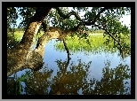 Drzewo, Gałęzie, Jezioro