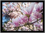 Gałęzie, Bladoróżowe, Kwiaty, Magnolia