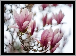 Gałęzie, Bladoróżowe, Kwiaty, Magnolie