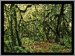 Poskręcane, Gałęzie, Drzew