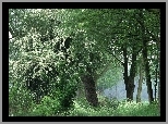 Gęsty, Las, Drzewa, Zielona, Ściółka