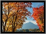 G�ra, Fuji, Las, Drzewa, Japonia