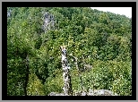 Górski, Las