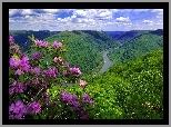 Góry, Rzeka, Kwitnący, Rododendron
