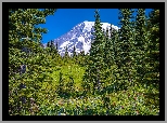 Łąka, Stratowulkan Mount Rainier, Park Narodowy Mount Rainier, Góry, Kwiaty, Drzewa, Świerki, Stan Waszyngton, Stany Zjednoczone