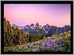 Park Narodowy Mount Rainier, Góry, Księżyc, Drzewa, Łąka, Kwiaty, Łubin, Stan Waszyngton, Stany Zjednoczone