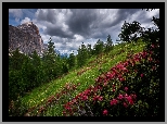 Góry, Dolomity, Drzewa, Różanecznik, Ciemne, Chmury, Przełęcz Falzarego Pass, Wzgórze, Prowincja Belluno, Włochy