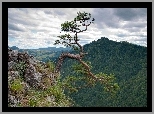 Sosna, Góry, Pieniny