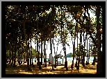 Guadeloupe, Meksyk, Palmy, Plaża, Morze