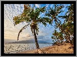 Hawaje, Wyspa Maui, Palmy, Plaża, Morze
