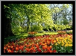 Holandia, Park, Drzewa, Tulipany