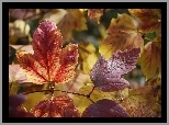 Liście, Hortensji, Jesienią