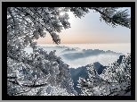Chiny, Prowincja Anhui, Góry Huang Shan, Zima, Mgła, Wschód słońca, Oszronione, Gałęzie, Drzewa, Sosna