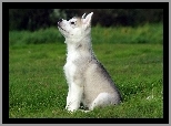 Łąka, Trawa, Szczeniak, Husky, Piesek