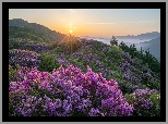Korea Południowa, Góra, Hwangmaesan, Różanecznik, Promienie słońca