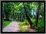 Polska, Gdańsk, Park Brzeźnieński im.J.J.Haffnera, Alejka, Drzewa, Brzozy, Zieleń