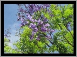 Jacaranda, Mimozolistna
