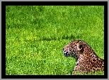 Odpoczywajacy, Jaguar, Trawa