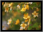 Złotlin japoński, Żółte, Kwiaty, Krzew