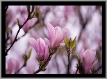 Magnolia, Drzewo, Gałązki, Jasnoróżowe, Kwiaty, Listki, Rozmycie