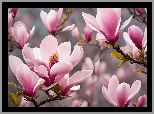 Gałązki, Jasnoróżowe, Kwiaty, Listki, Magnolia