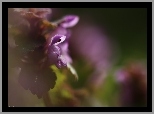 Jasnota Purpurowa, Fioletowy, Kwiat